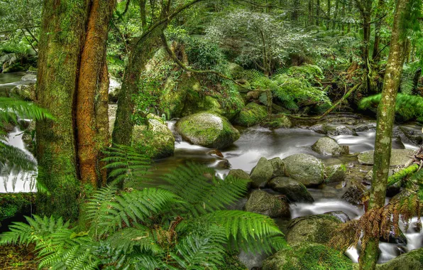 Picture forest, nature, river, ferns