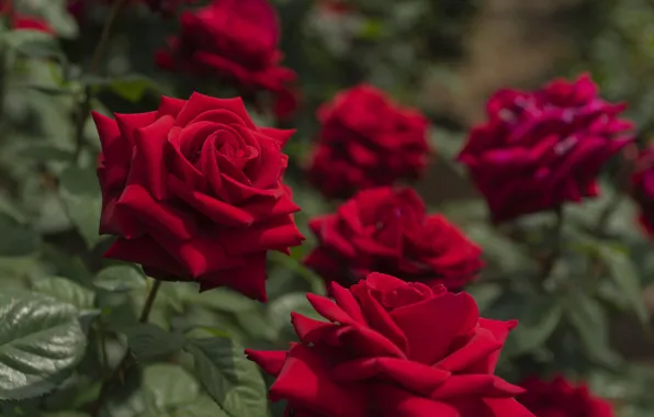 Wallpaper red, roses, garden