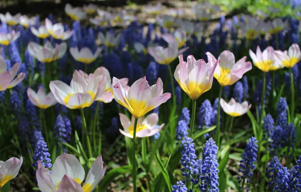 Light, flowers, spring, garden, tulips, flowerbed, blue, Muscari