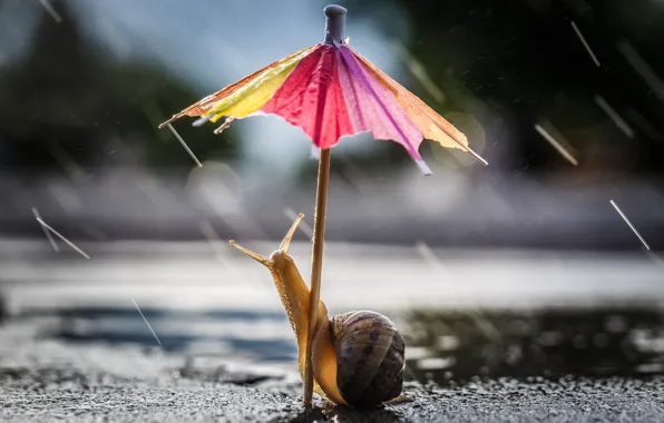 Road, drops, macro, pose, umbrella, background, rain, street