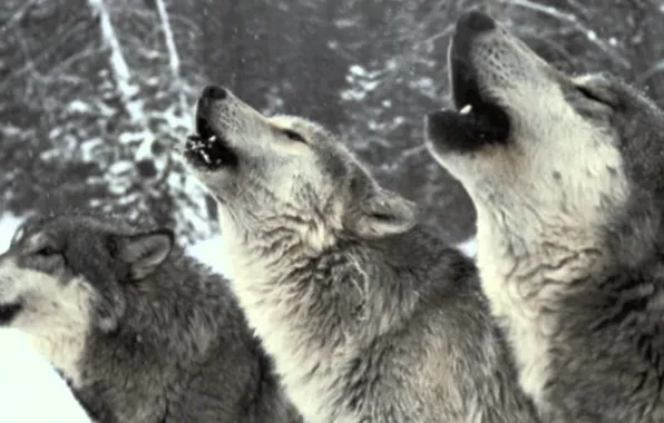 Predators, howling, wolfpack, wollves
