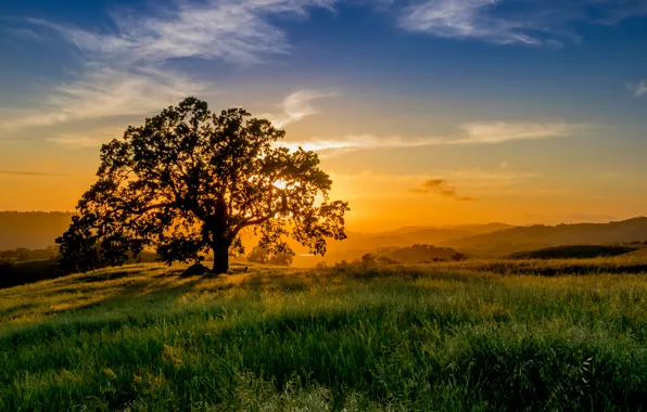 The sun, rays, sunset, tree, meadow, grass. horizon