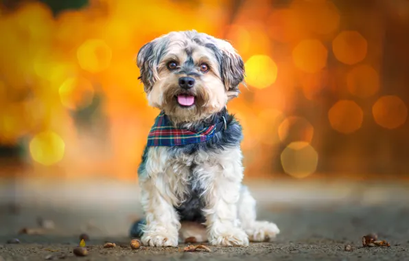 Animal, dog, dog, bokeh