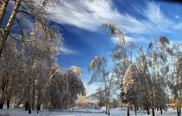 Winter, snow, trees, nature, photo