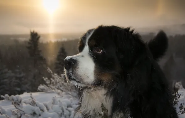 Winter, frost, forest, look, face, the sun, light, snow