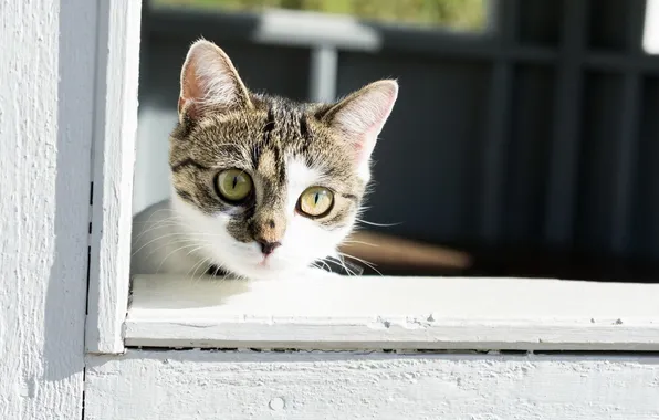 Cat, cat, look, window