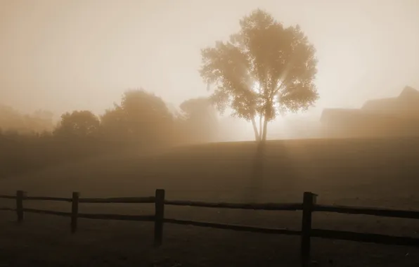 Fog, tree, dawn, the fence