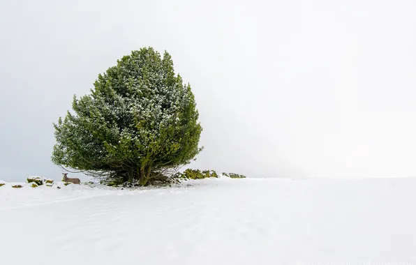 Picture winter, snow, stones, tree, animal, green, sheep