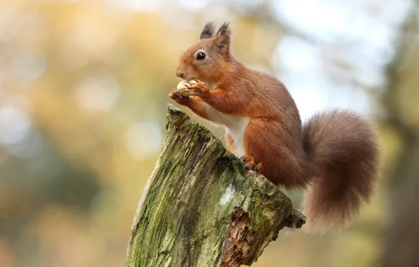 Pose, background, stump, walnut, protein, bark, sitting, bokeh