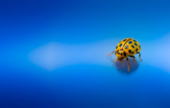 Macro, beetle, insect, Ladybug, blue background