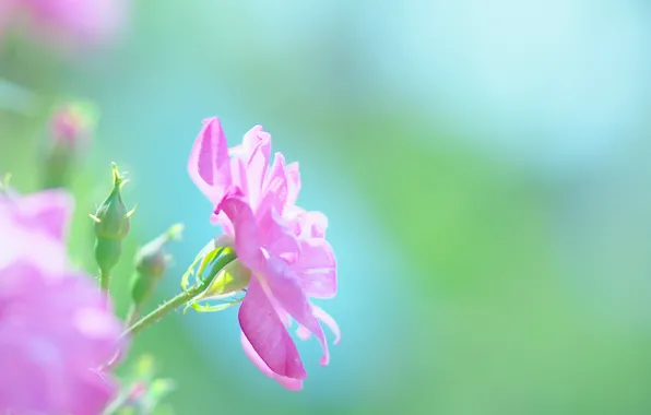 Summer, macro, flowers, nature, mood, pink, Japan
