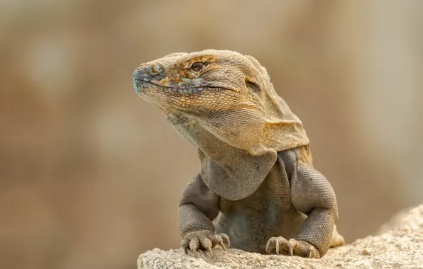 Picture background, Iguana, lizard