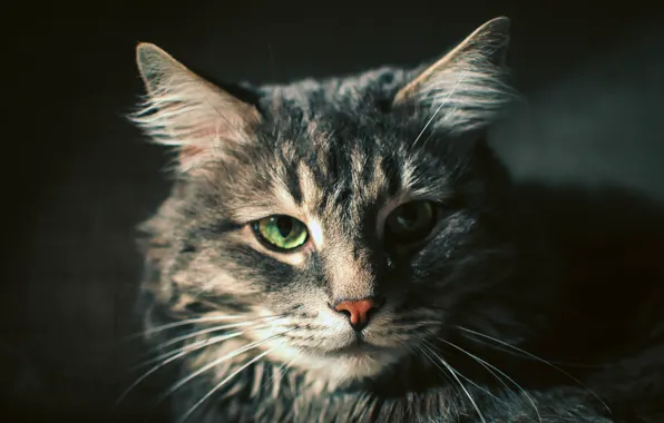 Cat, cat, macro, kitty, animal, beast