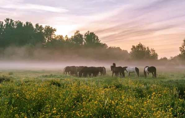 Field, summer, the sky, clouds, trees, flowers, fog, comfort
