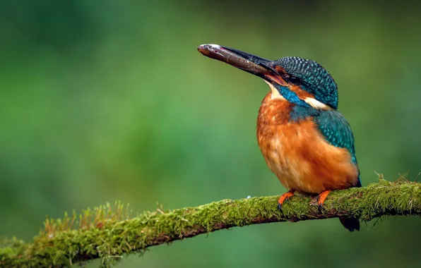 Branches, bird, moss, fish, beak, green background, mining, Kingfisher
