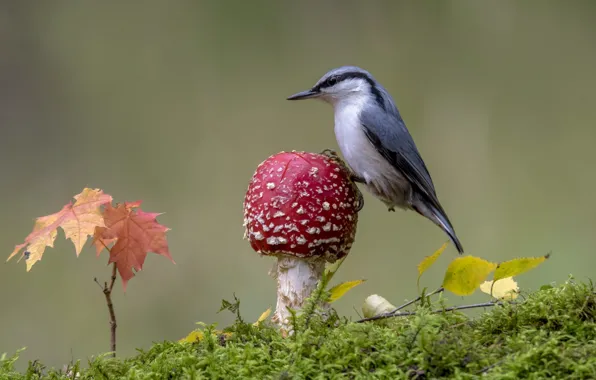 Bird, mushroom, moss, mushroom, nuthatch