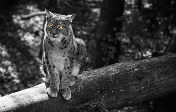 Picture forest, cat, trees, grey, animal, ears, yellow eyes, Lynx