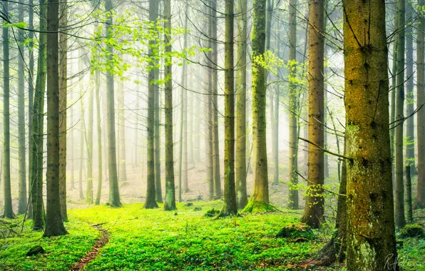 Forest, nature, spring, Switzerland