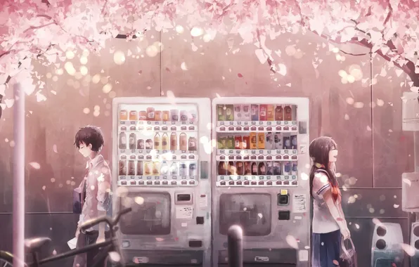 Picture girl, bike, anime, petals, Sakura, art, guy, machines