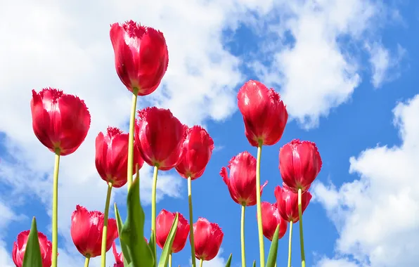 Picture the sky, clouds, flowers, petals, tulips