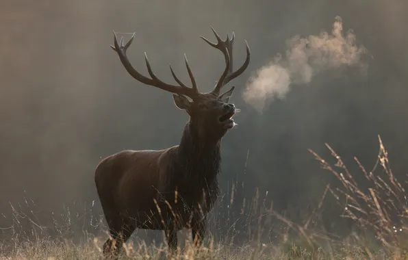 Autumn, nature, deer