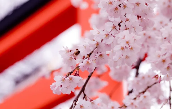 Picture flowers, tree, spring, sakkura