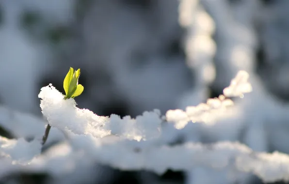 Picture cold, winter, greens, snow, Rostock