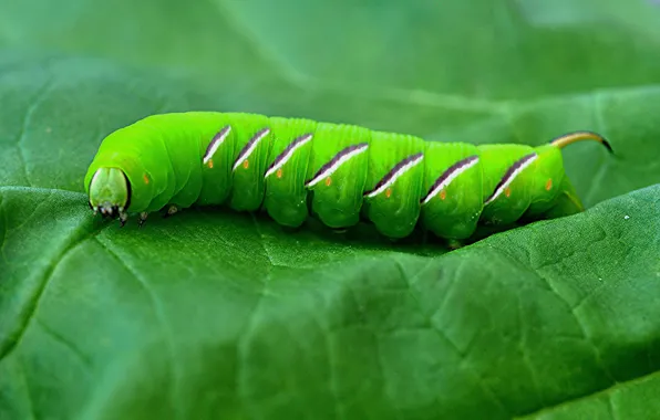 Caterpillar, sheet, insect, the poplar hawk moth