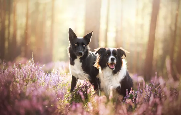 Picture dogs, nature, a couple, two dogs, the border collie, Heather