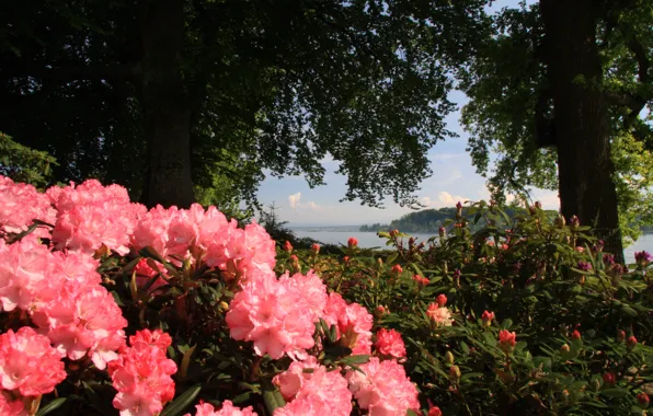Flowers, Nature, Lake, Trees, Leaves, Plants, Nature, Flowers