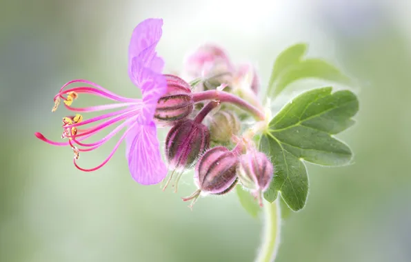 Flower, sheet, geranium, cranesbill