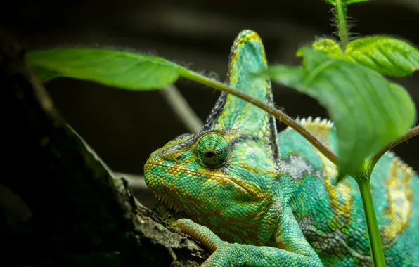 Picture leaves, branch, lizard, green