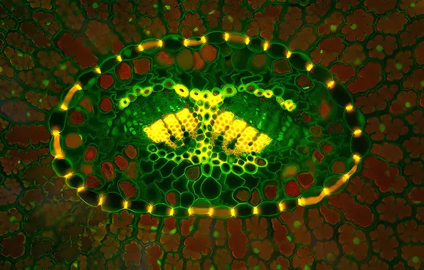 Abstraction, patterns, colored, point, cell
