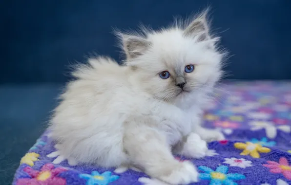 Cat, white, look, kitty, portrait, legs, fabric, Mat