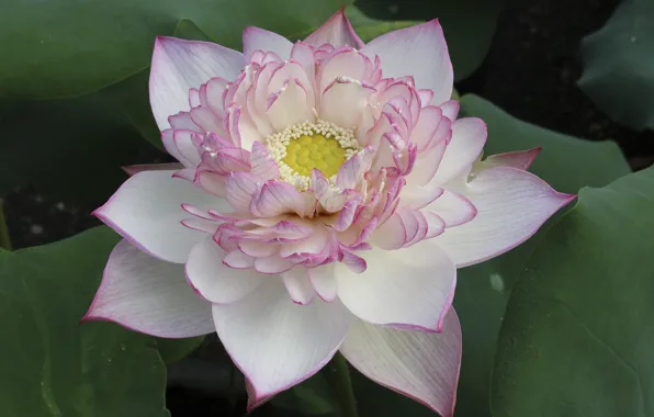 Picture flower, summer, nature, Lotus, flowering