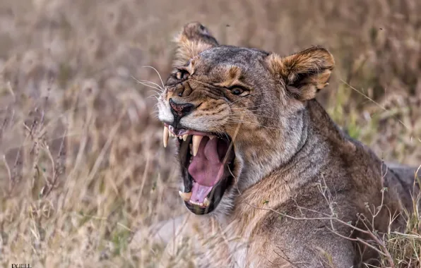 Grass, face, nature, predator, mouth, fangs, grin, lioness