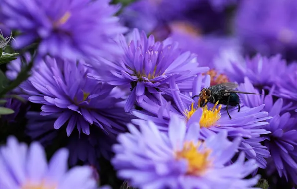 Macro, flowers, fly, background, petals, garden, insect, lilac