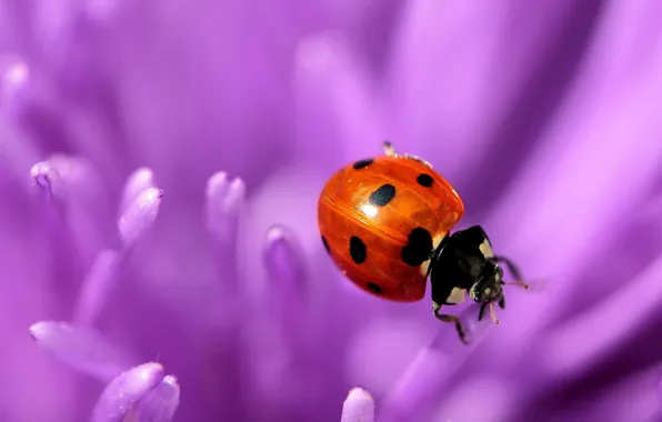 Flowers, ladybug, petals, lilac, Wallpaper from lolita777