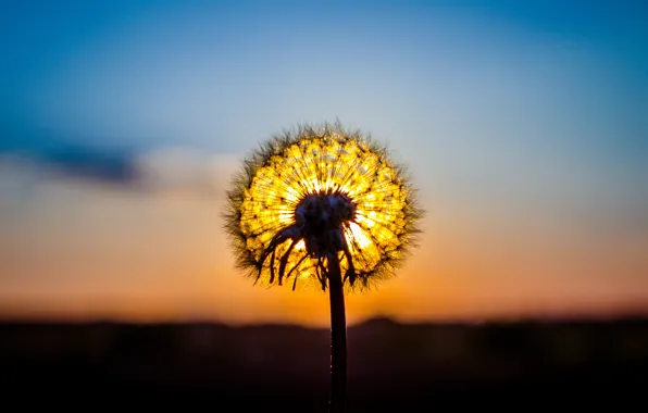 The sun, macro, sunset, nature, dandelion, plant