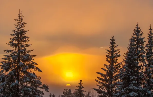 Picture winter, the sky, the sun, snow, trees, sunset, nature, background