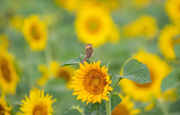 Field, summer, sunflowers, flowers, bird, yellow, grey, bird