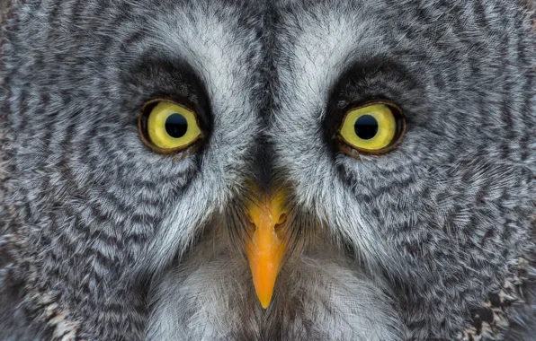 Owl, bird, portrait
