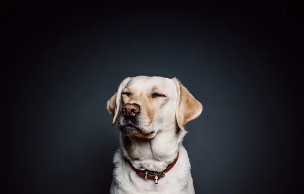 Chocolate lab, lab, hat, dog, puppy, HD wallpaper | Peakpx