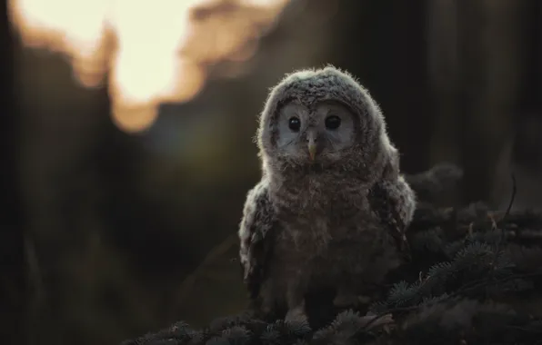 Look, light, branches, the dark background, owl, bird, needles, bokeh
