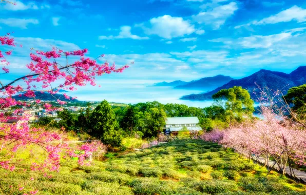 Greens, the sky, clouds, trees, landscape, flowers, mountains, spring