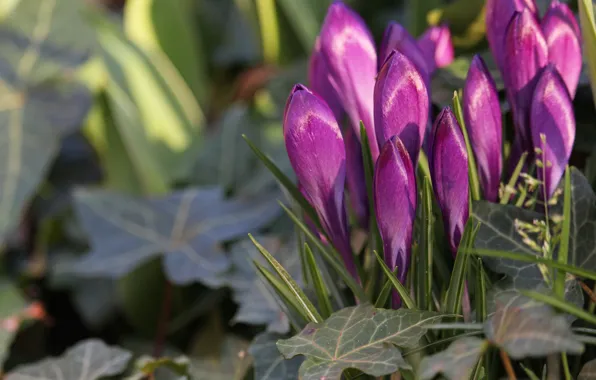 Leaves, macro, light, flowers, Shine, spring, crocuses, pink