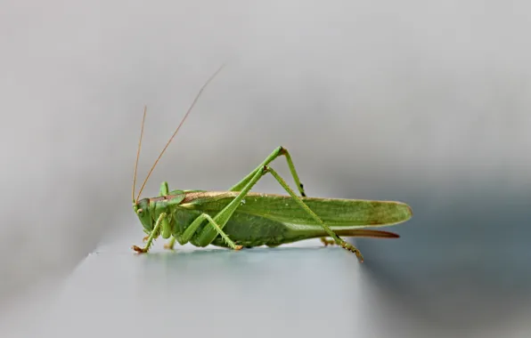 Picture close-up, insect, grey background, close-up, gray background, green grasshopper, green grasshopper