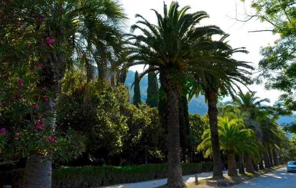 Nature, Trees, Palm trees, Nature, Abkhazia, Trees, Palms, Abkhazia