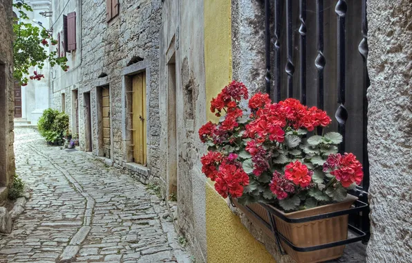 Picture flowers, house, street