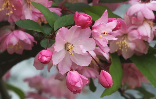 Macro, pink, spring, flowering